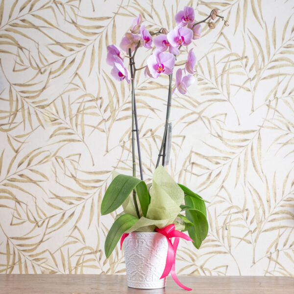 Orchidea Phalaenopsis Bianca o Rosa