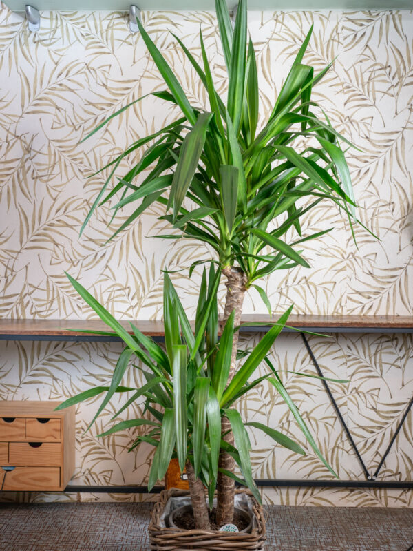 Yucca