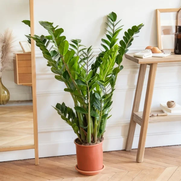 Zamia